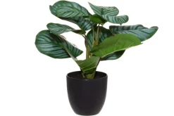 4Living silkkimaija muoviruukussa