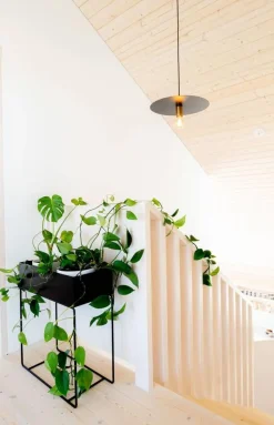 Sessak riippuvalaisin Morgan musta