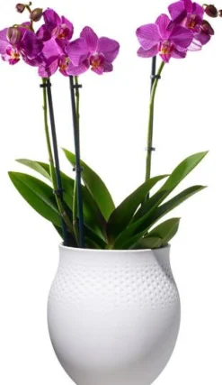 Villeroy&Boch Collier Vaasi 16,5x16,5x17,5cm valkoinen